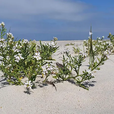 Dom wakacyjny 6 Person In